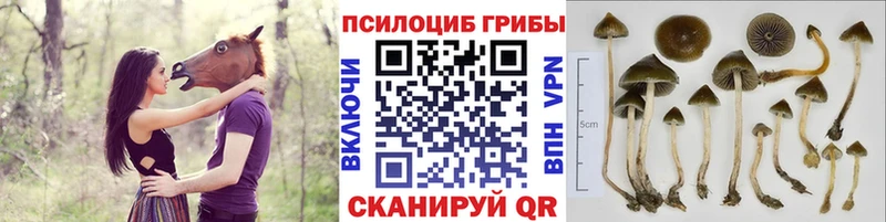 Псилоцибиновые грибы MAGIC MUSHROOMS  хочу   Белозерск 